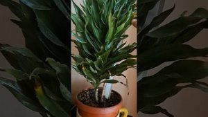 Драцена Компакта и Драцена Маргината