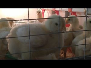 Прямой Эфир. Цыплята Бройлеры день 8 день