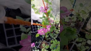 Клематис Инносент Гланс