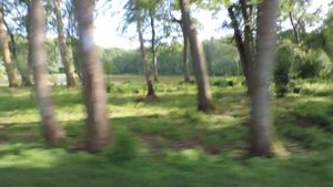 Куршская коса  Рыбачий Rossitten Выезжаем из Рыбачего Kurische Nehrung Калининградская область