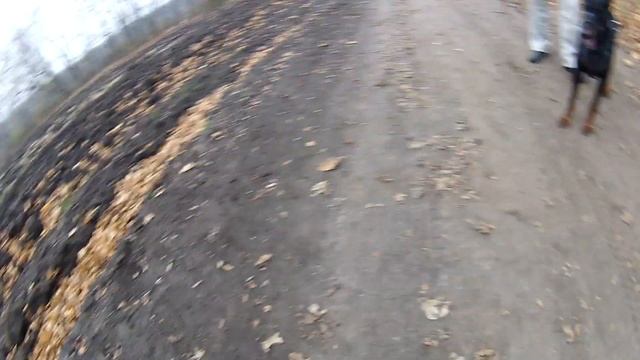 СТАФФОРД СЦЕПИЛСЯ С ДОБЕРМАНОМ смотреть онлайн