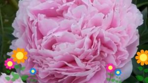 Пион молочноцветковый Сара Бернард. Краткий обзор, описание paeonia lactiflora Sarah Bernhardt