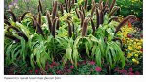 Злак пеннисетум или перистощетинник Выращивание из семян Посадка и уход Сорта с фото и описанием