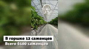 КФХ Куржунова А.В.  Тамбовский район