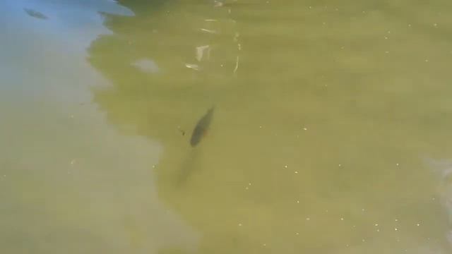 Про то как мужик рыбу ловил и собаку купал ))) смотреть онлайн