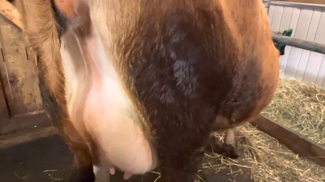 Джерси Люся, один день до отела. Все признаки скорого отела у коровы на лицо! смотреть онлайн