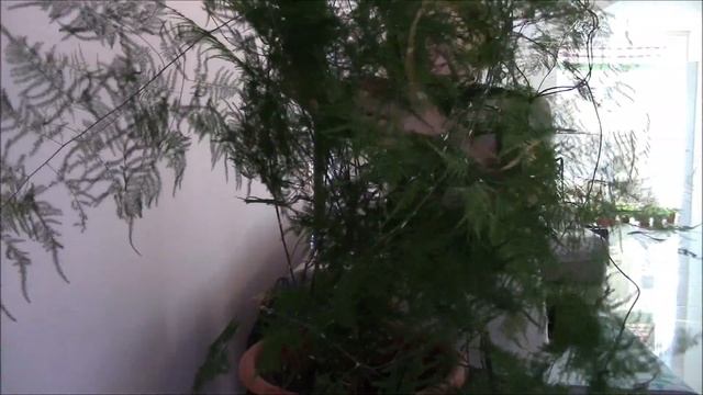 Аспарагус комнатное растение.  Красавец аспарагус!