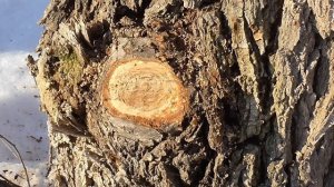 Сабельная пила для сада