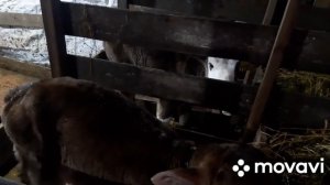 Купили  телят с фермы