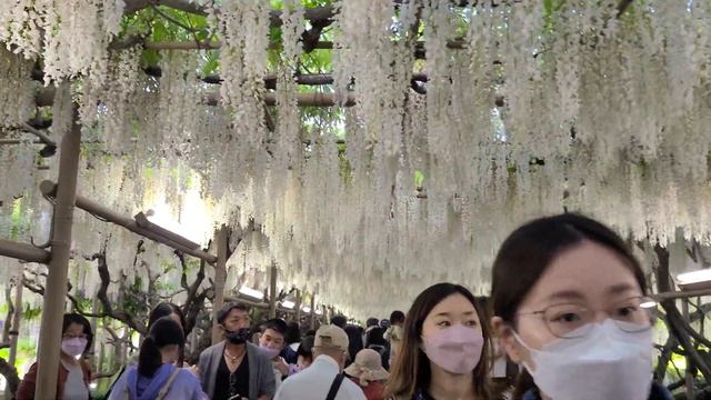 4K | Wisteria Tunnel in Japan | White Wisteria | Ashikaga Flower Park | Night View of Wisteria|Japa смотреть онлайн