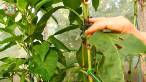 Завершающая формировка плодов сладкого перца в августе