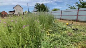 Купил заброшенный участок в СНТ , что делать дальше ?!