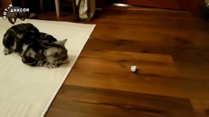 🐾😺 КотЁнок ДИКСОН и бумажный шарик, и скорпион, и коробка, и шляпа. #Смешные_Кошки