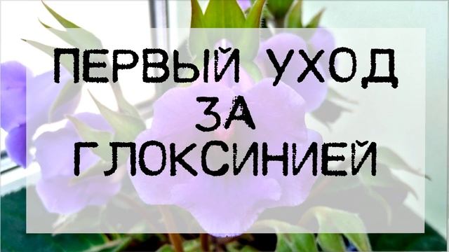 Сделайте это с ГЛОКСИНИЕЙ после пробуждения. Она ОТБЛАГОДАРИТ ШАПКОЙ ЦВЕТОВ!