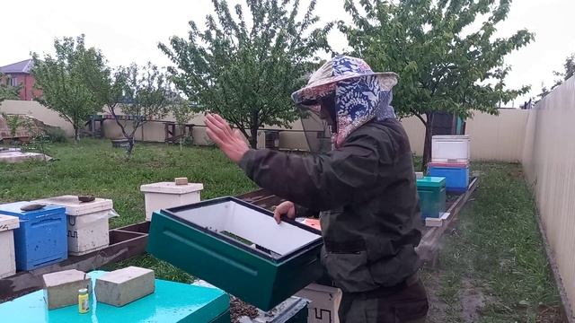 Комплектуем отводки на одну рамку пчелы смотреть онлайн