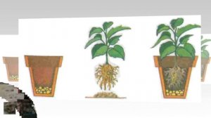 Общие правила ПЕРЕСАДКИ комнатных растений | Пересадка и перевалка