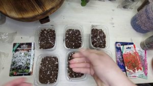 Плющелистная пеларгония из семян. Ч.1 /Очень разочарована.