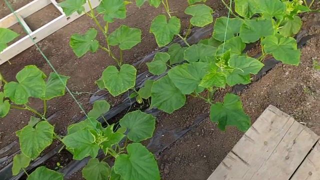 ВИРУС НА ОГУРЦАХ !ЧТО СНИМ ДЕЛАТЬ !ОГУРЦЫ МАРТ 2021! смотреть онлайн