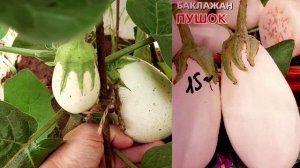Баклажан Дестан. Открытый грунт. Удмуртия.