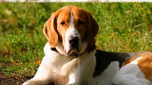 Сетон-Томпсон "Животные   герои"