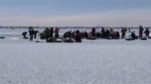 Багрят сазана со льда. Бирля.