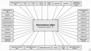 11.1 Подробное разъяснение. Хвостатое ядро