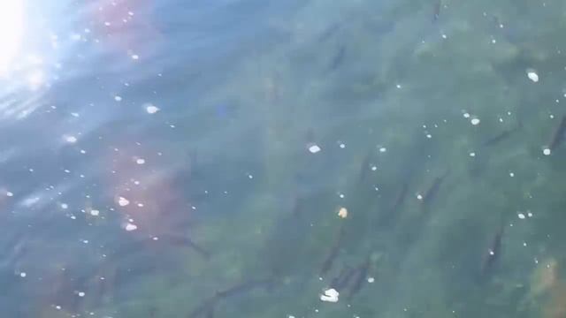 Швейцария/ ресторанчики/ цены/ знаменитый водопад смотреть онлайн