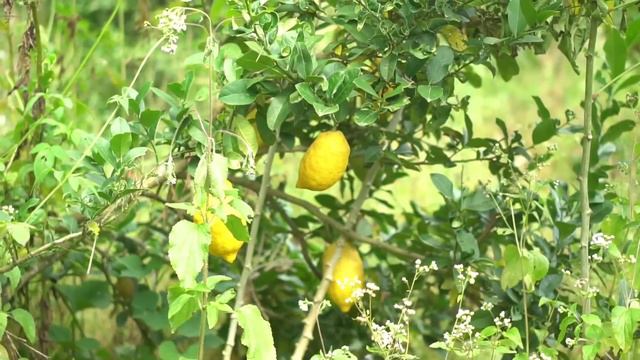 Must watch top new funny 😁 2023"Ngat U Pudur haka eit tang namar ba jlaw Soh ha kper jong ka swa смотреть онлайн