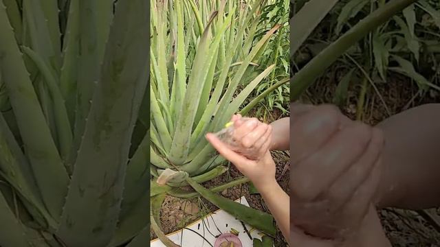 ASMR ALOE VERA CHALLENGE Jel, Crunchy SOUNDS NO TALKING   Best ASMR 101