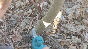 Китайская мини цепная аккумуляторная пила. Проба на самосейке.