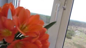 Цветки кливии начинают увядать - приступаем к опылению