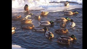 "АХ ТЫ, НОЧЕНЬКА"....(Фантазия на тему Русской Народной Песни Светланы Мызниковой (домра) wmv