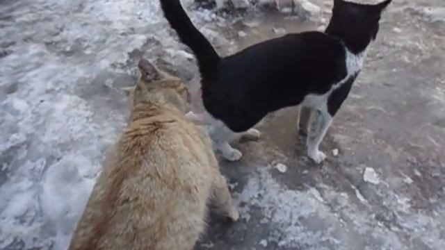 МИЛЫЕ КОШКИ С НАШЕГО ДВОРА