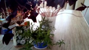 ТЫСЯЧЕЛИСТНИК ВО ДВОРЕ