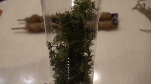 Яванский мох лучший способ задекорировать любую поверхность !