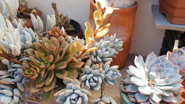 SUCULENTAS DE SOL BRANCAS e COLORIDAS смотреть онлайн