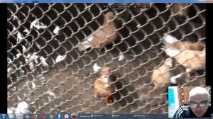 О желтых николаевских голубях всем голубеводам!