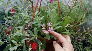 Сцевола розовая в кашпо?. Отличный компаньон и благодарный цветок.