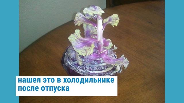 Что происходит, когда фрукты и овощи начинают прорастать раньше времени смотреть онлайн
