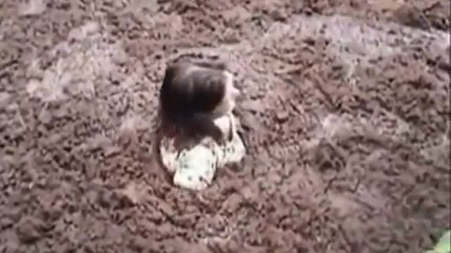 quicksand