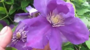 Клематисы--цветы для беседки