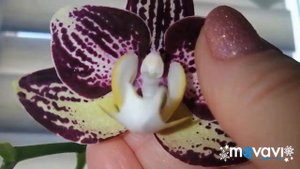 #Phal.АРМИОН#