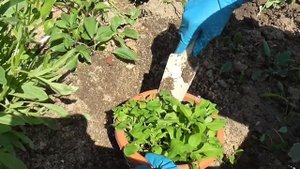 Выращивание петунии в кашпо на балконе и на клумбе