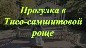 Прогулка в Тисо-самшитовой роще