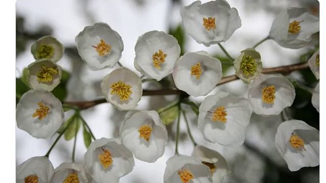 Ландышевое дерево (halesia carolina) смотреть онлайн