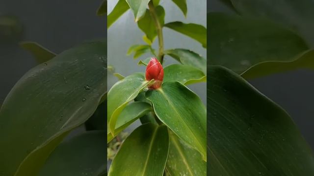 Alpinia Purpurata Also known as The red ginger plant spotted in my garden смотреть онлайн