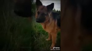 немецкие овчарки в тик ток