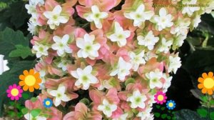 Гортензия дуболистная. Краткий обзор, описание характеристик hydrangea quercifolia snowflake