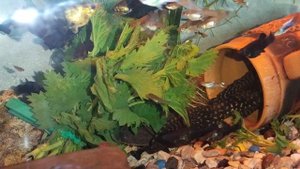 #Аквариум#Аквариумистика#Крапива,как корм для рыб#!