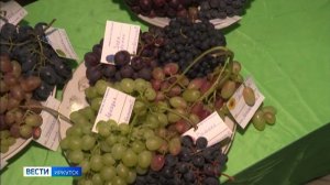 Виноградари Иркутска представили свои достижения на выставке "Последний букет лета"